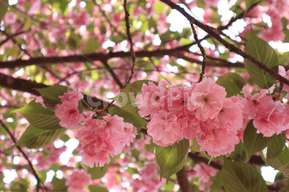 겹벚꽃,벚꽃,봄,분홍색,꽃,자연,spring,식물,만개,flower