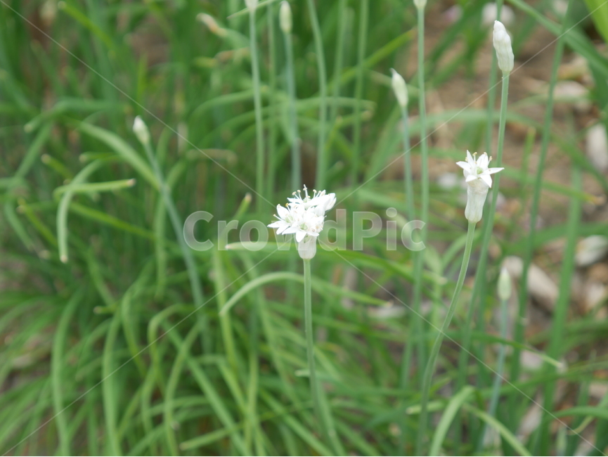 부추꽃,꽃,부추,여름,자연,식물,자연,plants,nature,꽃,flower