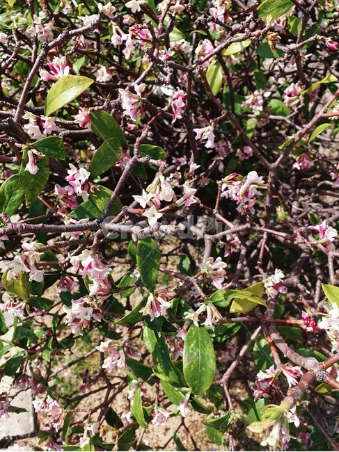 벚꽃,꽃,봄,예쁜,풀,spring,blossom,romantic