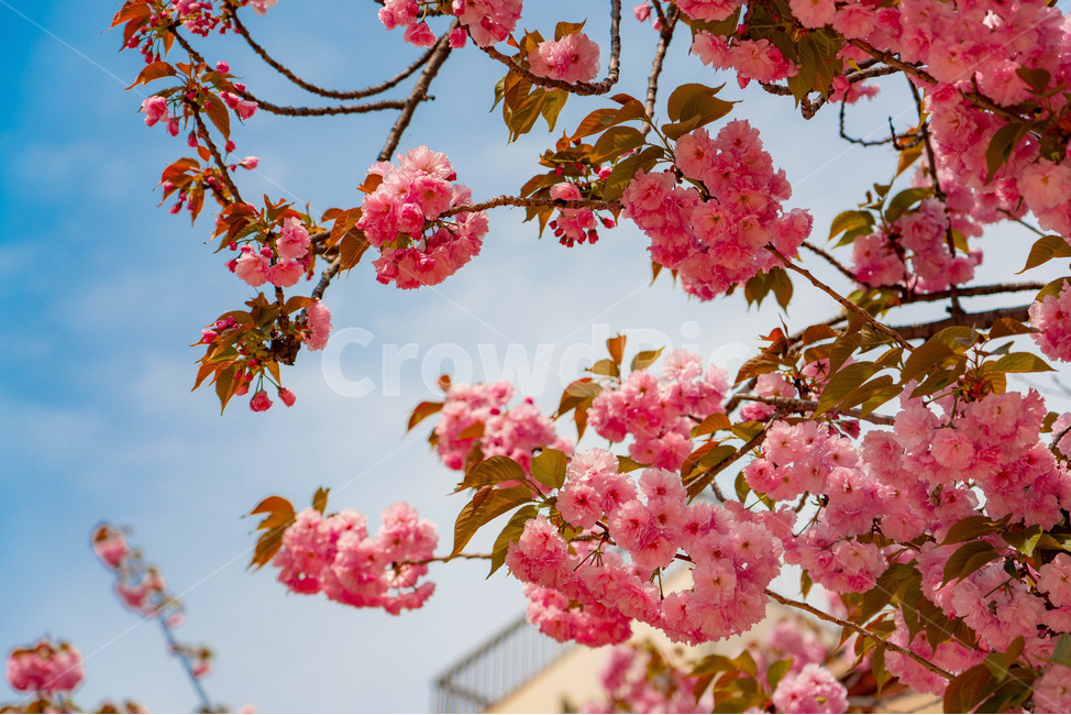 Kyoto travel,bamboo,landscape photography,bamboo forest,flower photo,Japan travel,Kyoto,Arashiyama,travel photos,plant photography,flowers and trees