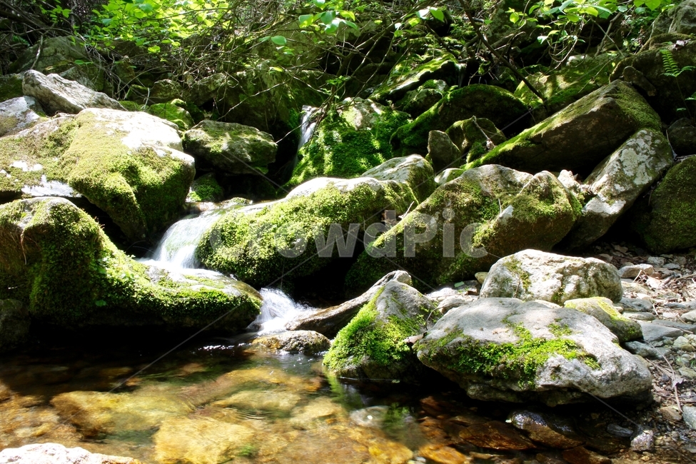 개울,계곡,산,치악산,개울가,자연,풍경,nature,landscape,휴식,힐링,rest,relaxation,healing,plant,식물