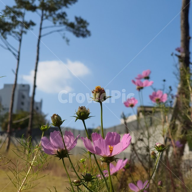 식물,plant,산책,코스모스,가을하늘,식물,자연,plants,nature,꽃,flower