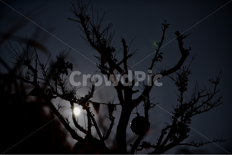 제주도,갈대,nature,빛,light,자연,실루엣,우도,outdoors,나무,달,어둠,야경,밤,풍경,nightscape,night,landscape
