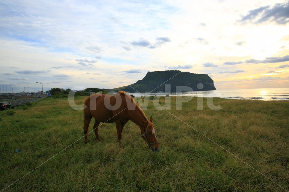 제주,성산일출봉,조랑말,광치기해변,일출,동물,말,자연,풍경,nature,landscape,한국자연풍경,한국자연경관,korea nature landscape,제주도,jeju,jeju island,동물,animal,포유류,mammal,outdoors,옥외,grassland,목초지,field,들,horse