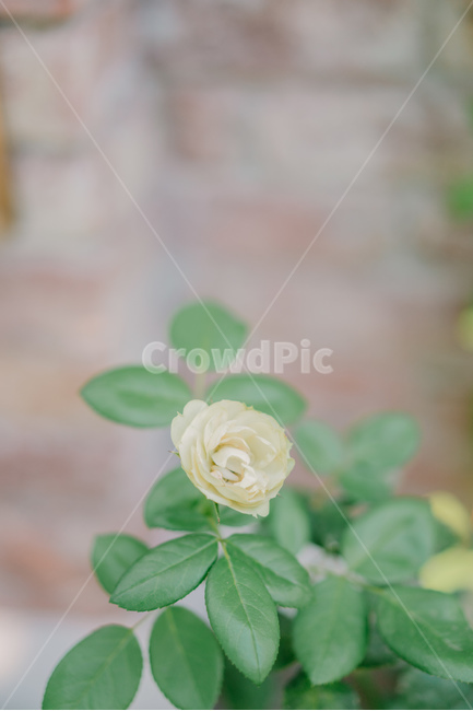 꽃,자연,장미,flower,rose,초록색,식물,아웃포커싱,beauty,beautiful,green,natur,식물,자연,plants,nature,꽃,flower,감성,sensible,feeling