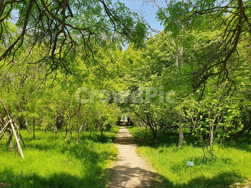 자연,나무,숲,오솔길,여름,힐링,산책,여유,녹음