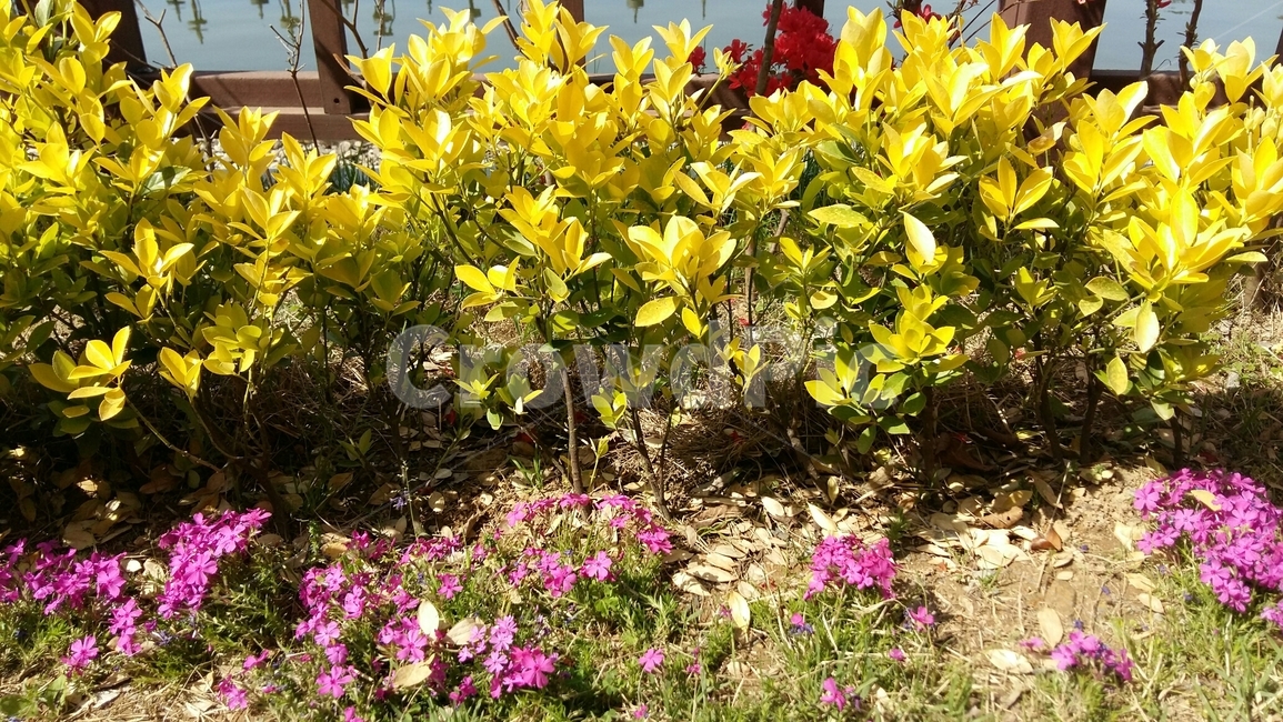 자연,식물,꽃,nature,plant,flower,blossom,식물,자연,plants,nature