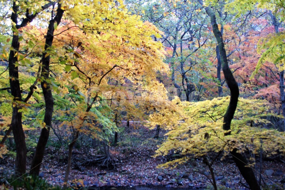 가을,단풍,나무,자연,식물,풍경,자연풍경,감성,autumn,nature,season,계절,emotion,trees,낙엽,가을,계절,fall,autumn,season,tree,plant,vegetation,초목,tree trunk,나무 줄기,woodland,삼림지,outdoors,옥외,forest,숲,land,땅