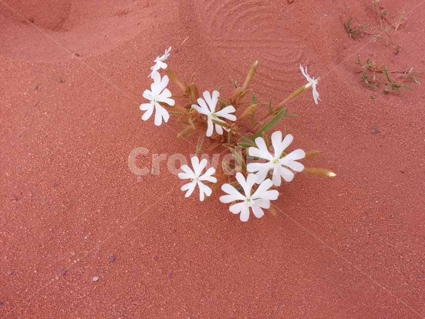 풍경,사막,중동,와디럼,요르단,모험,wadirum,jordan,식물,자연,plants,nature,꽃,flower