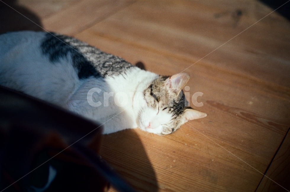 고양이,낮잠,cat,nap,햇빛,sunlight,오후,afternoon,peaceful,평화로움,동물,animal,포유류,mammal,고양이,cat,kitten,kitty