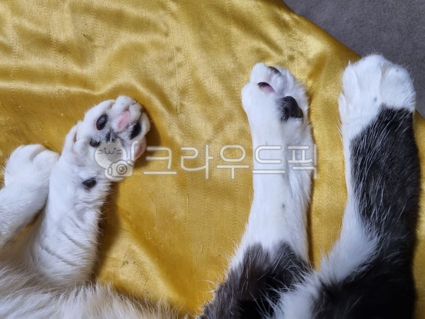 cats paw,Meow,catsole,stray cat,mammal,cat,butler,ket,foot,pet,sole,catfoot,companionanimal,cat paws,solesoffeet,Pets,animal,mammalia