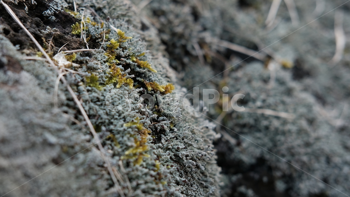 이끼,제주,가을,자연,돌,moss,jeju,rock,nature