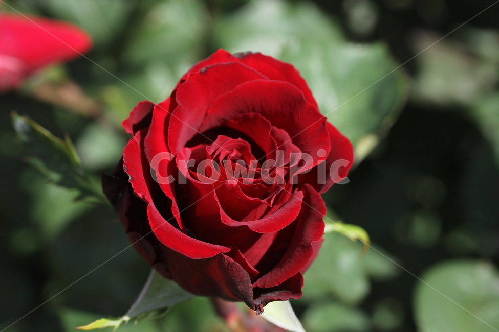장미,봄꽃,식물,빨간장미,꽃,식물,자연,plants,nature,꽃,flower