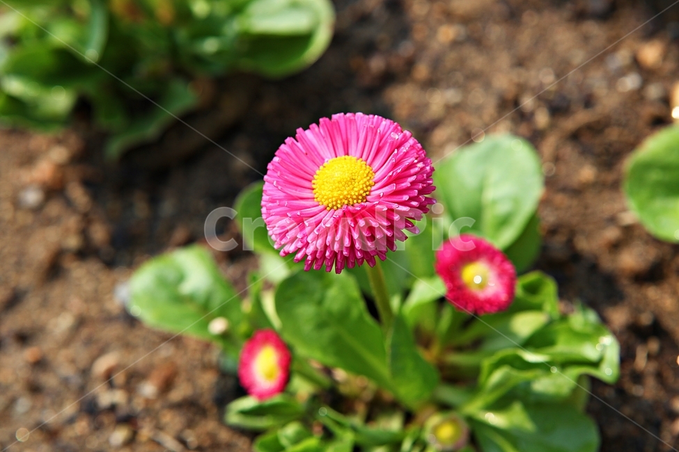 봄꽃,꽃,꽃잎,공원,식물,자연