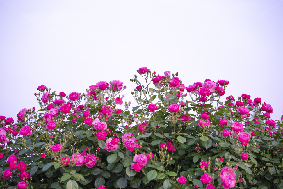 장미,장미꽃,분홍장미,상록관목,오월장미,식물,자연,plants,nature,꽃,flower