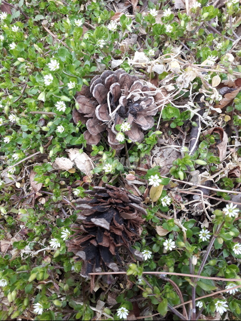 plant,식물,솔방울,꽃,잔디