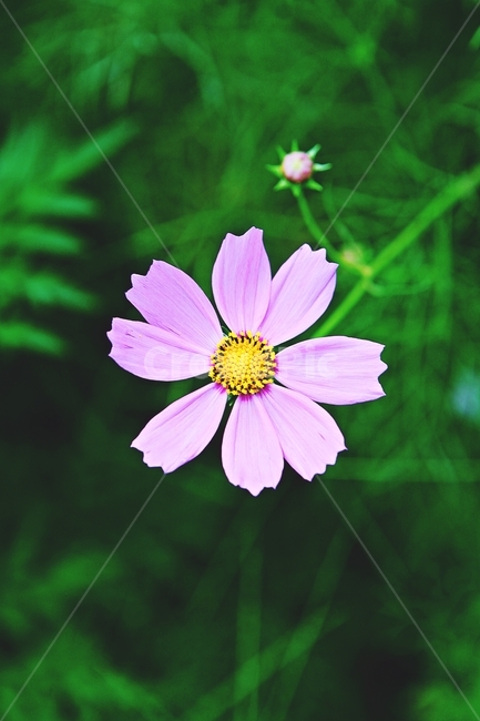 코스모스,꽃,꽃잎,식물,자염,공원,가을,가을꽃,식물,자연,plants,nature,꽃,flower