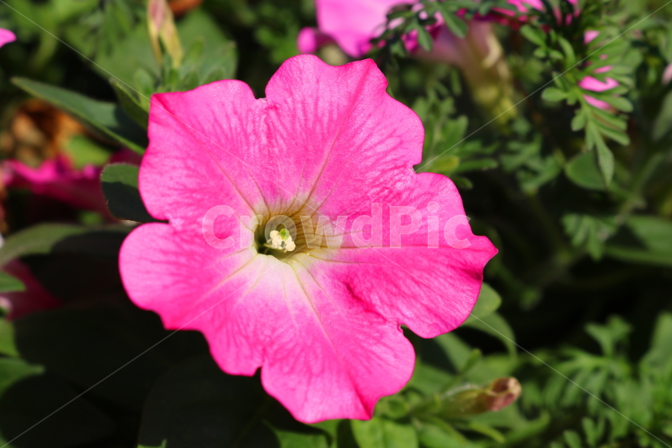 꽃,페튜니아,페튜니아꽃,식물,자연,페츄니아,분홍꽃,식물,자연,plants,nature,꽃,flower