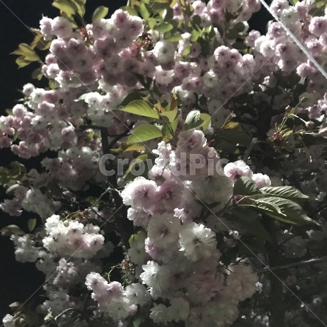 식물,꽃,벚꽃,하늘,blossom,밤,봄,계절,spring,season,식물,자연,plants,nature,꽃,flower,plant