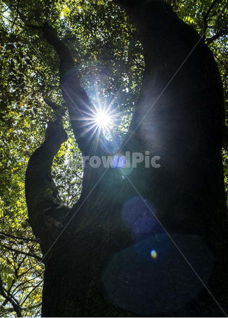숲,숲길,제주도,제주숲길,forest,wood,leaf,나무,나뭇잎,tree,green,jeju,landscape,햇빛,플레어,nature