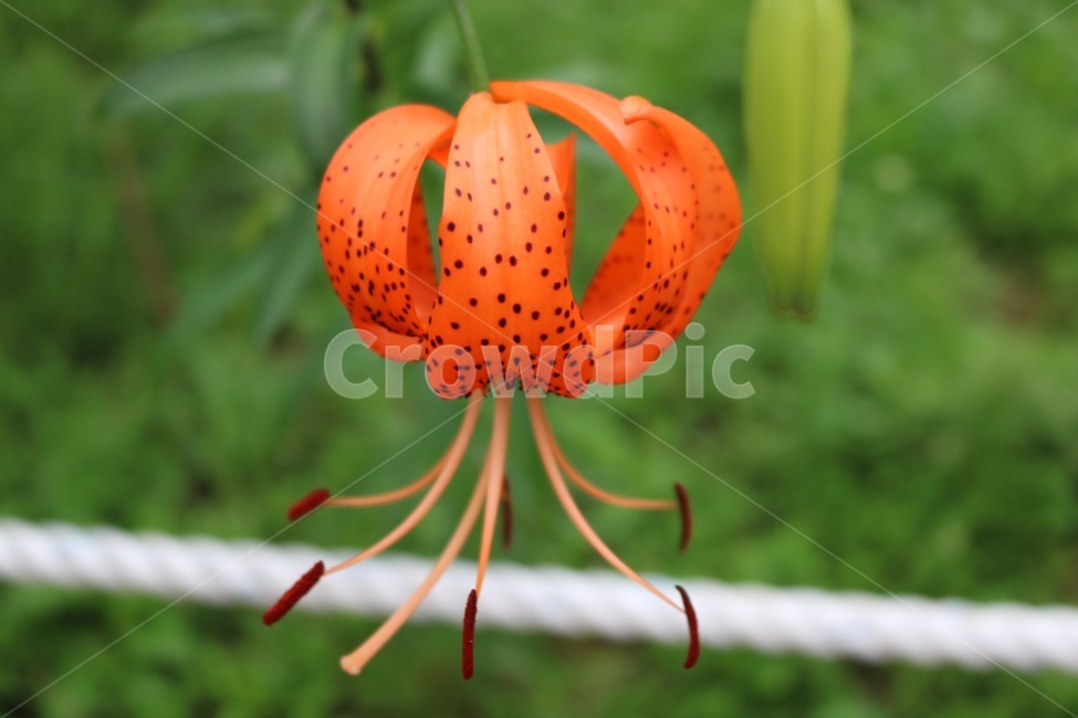 꽃,식물,자연,주황,초록,flower,plants,nature,orange,green,hana,shokubutsu,orenziiro,midori,식물,자연,plants,nature,꽃,flower