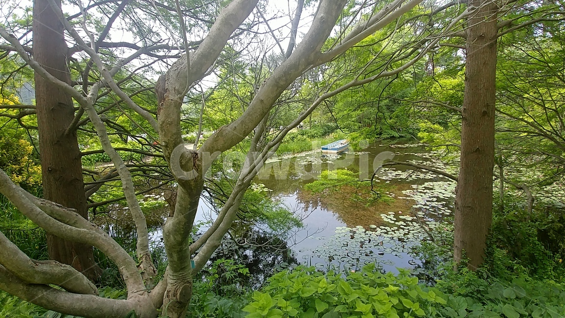 자연,풍경,감성사진,나무,숲,공원