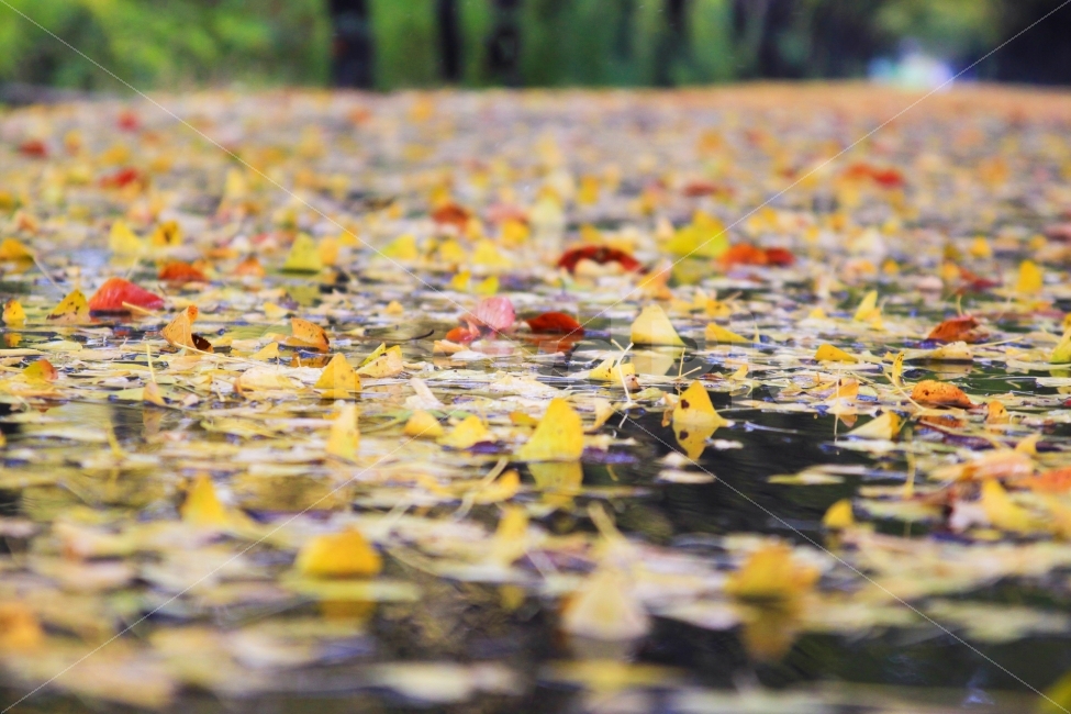 가을,낙엽,은행잎,은행나무,비,가을,계절,fall,autumn,season,plant,식물,leaf,잎,ground,바닥