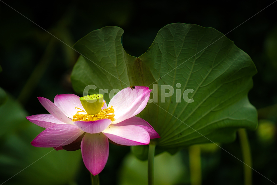 연,꽃,연꽃,연잎,수생,식물,호수,공원,식물,자연,plants,nature,꽃,flower