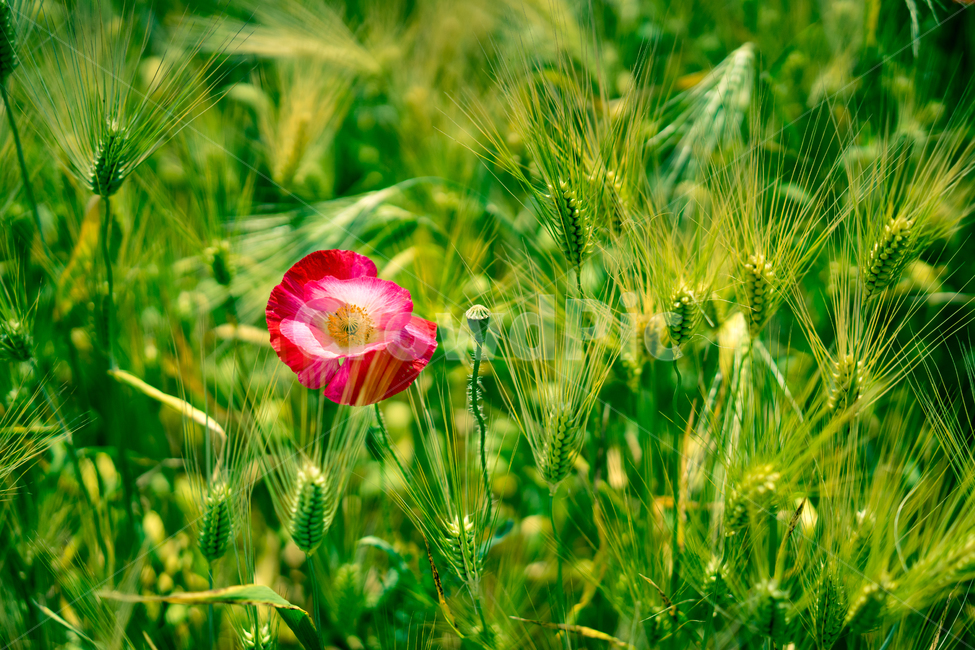 봄,봄꽃,계절,자연,봄내음,봄냄새,봄햐기,식물,자연,plants,nature,꽃,flower