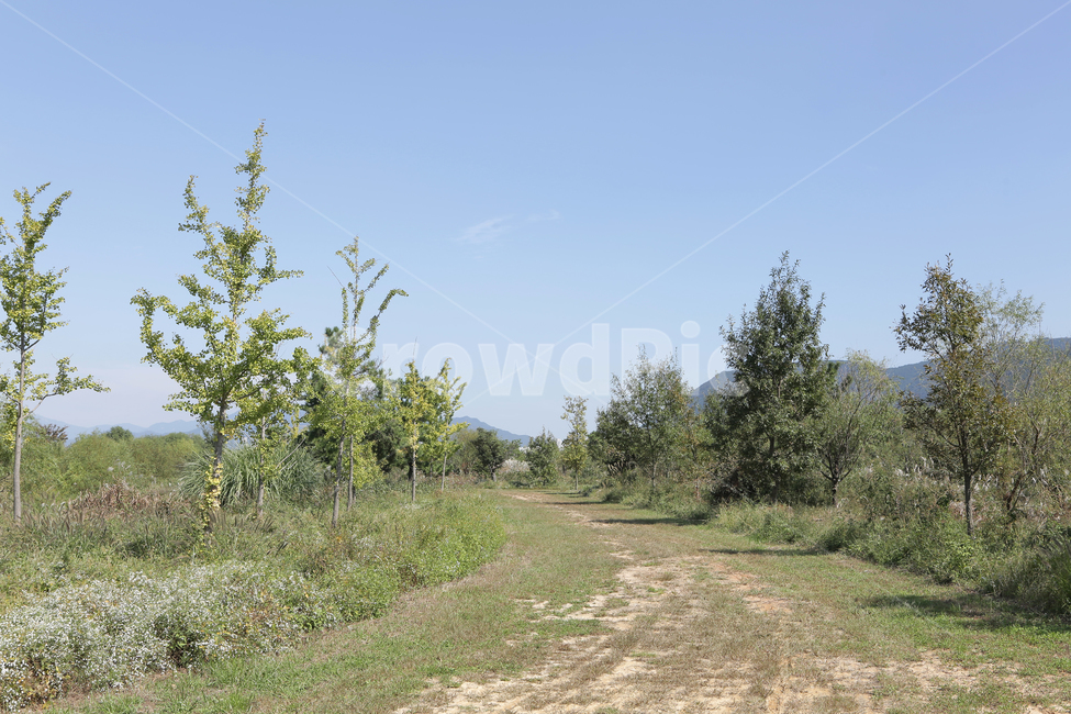 tree,나무,plant,식물,전나무,낙동강,하구언,자연,풍경,nature,landscape