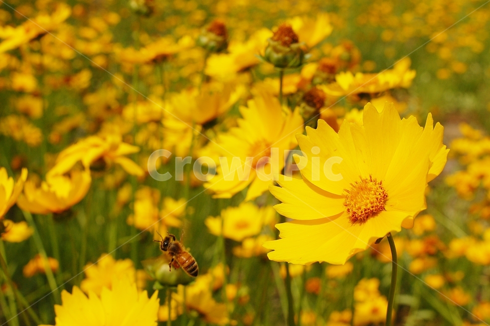 꽃,노란꽃,노랑,금계국,국화,벌,자연,가을,계절,fall,autumn,season,식물,자연,plants,nature,꽃,flower,동물,animal,곤충,벌레,insect,bug,bee,honey bee,꿀벌,invertebrate,무척추 동물,plant