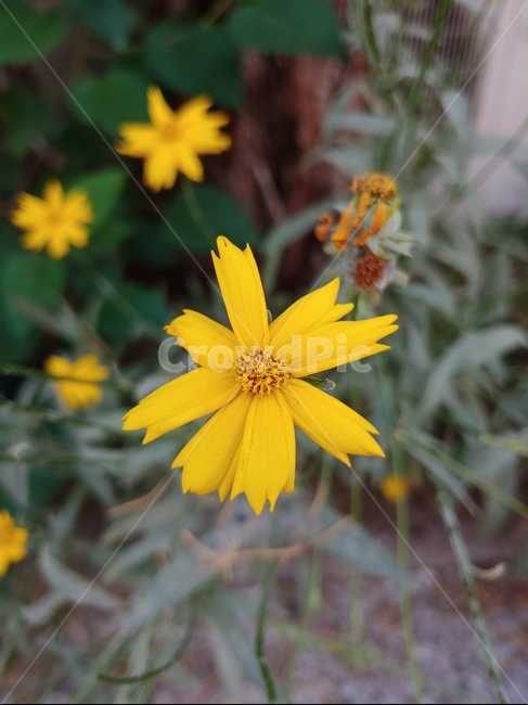 노란색,꽃,자연,한송이,노란꽃,flower