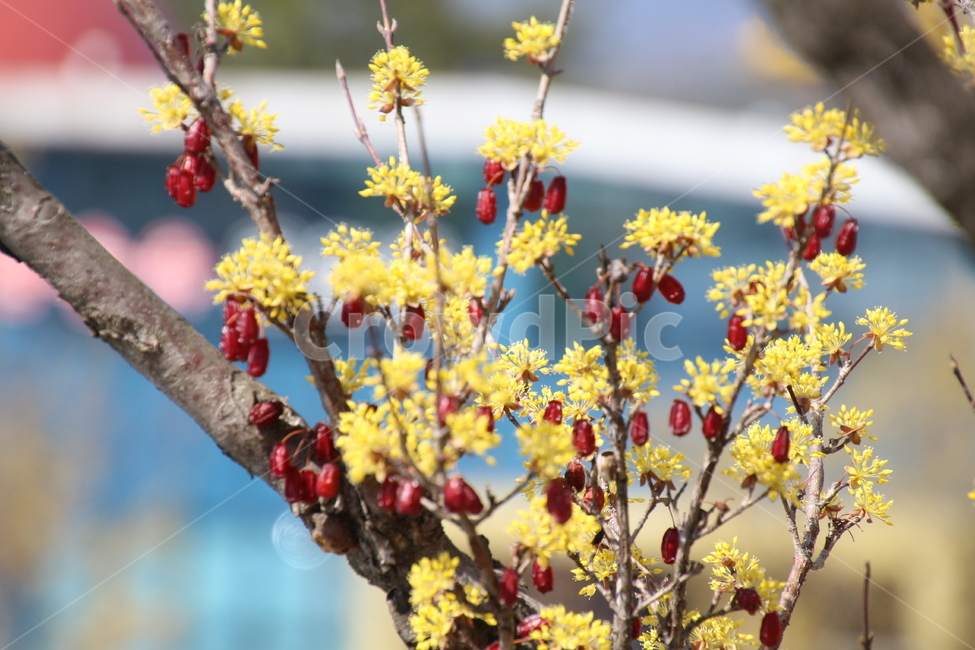 산수유,꽃,식물,층층나무,구례산수유,축제,노랑색,봄,계절,spring,season,식물,자연,plants,nature,꽃,flower,plant