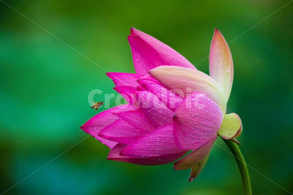 연꽃,고고함,함안,아라연꽃,아라홍련,식물,자연,plants,nature,꽃,flower,동물,animal,곤충,벌레,insect,bug