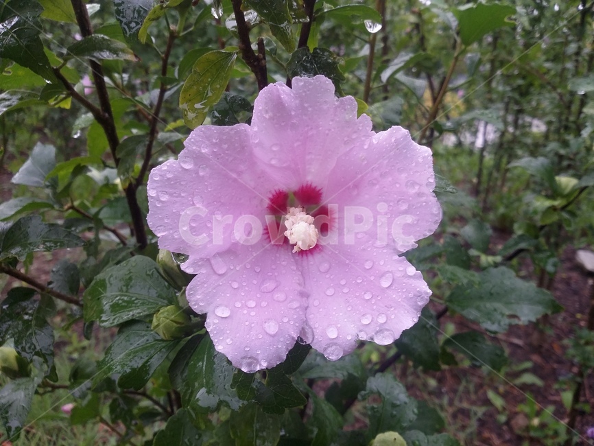 꽃,무궁화,무궁화꽃,식물,자연,flower,plant,식물,자연,plants,nature,꽃,flower