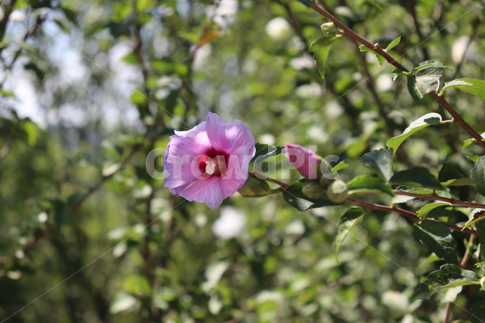 무궁화,식물,여름,plant,mugunghwa,hibiscus