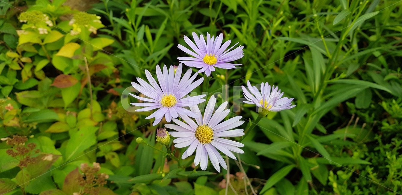 꽃,코스모스,자연,감성,sensible,감성적인,분위기있는,flower,따뜻한,풀