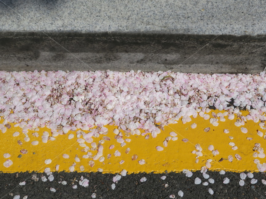 봄,봄날,벚꽃,꽃잎,꽃,도로,plant,petal,blossom,flower,잎,낙엽,도로위,분홍,핑크,노랑,노란선,봄꽃,낭만,감성