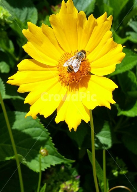 곤충,벌,꽃,노란색,flower,bee,insect,yellow,식물,자연,plants,nature,꽃,flower,동물,animal,곤충,벌레,insect,bug