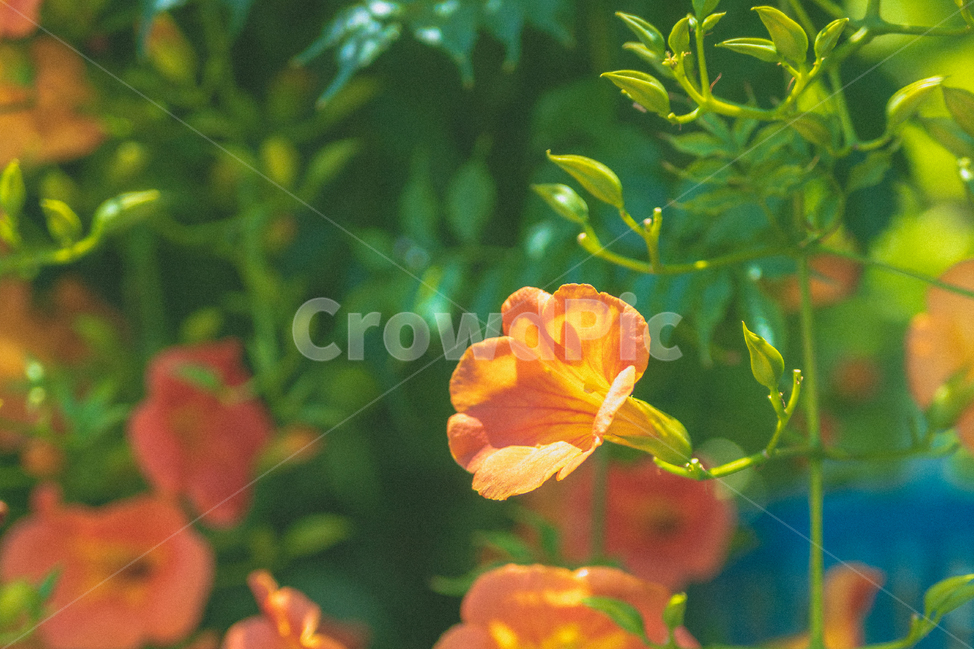 능소화,꽃,flower,담벼락,파란지붕,자연,봄꽃,여름꽃,꽃말,꽃명