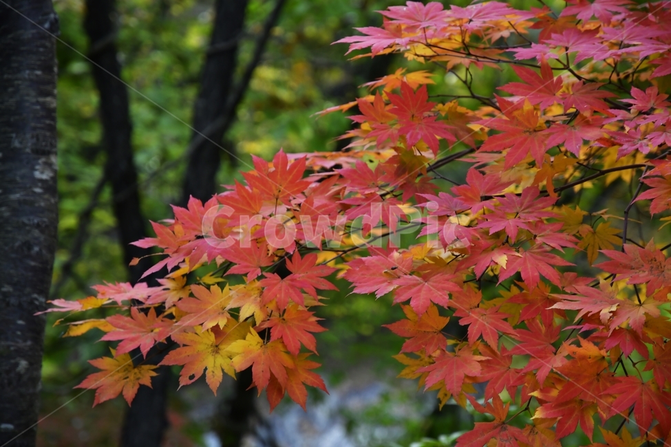 가을,단풍,낙엽,산,숲,tree,나무,leaf,식물,plant,maple,가을,계절,fall,autumn,season,잎