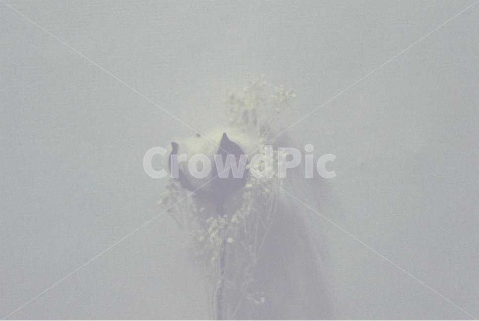필름,목화,꽃,식물,감성,식물,자연,plants,nature