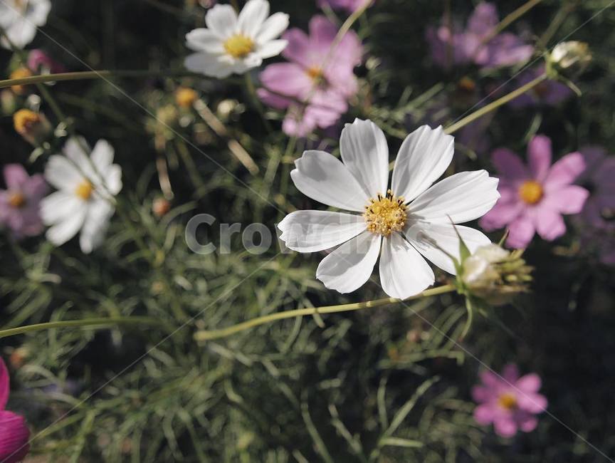 꽃,코스모스,자연,가을,풀,감성,아름다운,가을,계절,fall,autumn,season,식물,자연,plants,nature,꽃,flower,plant,daisies,데이지,blossom,daisy