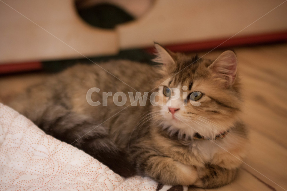 고양이,cat,동물,animal,반려동물,반려묘,고양이카페,catcafe,입양,유기묘,동물,animal,포유류,mammal,고양이,cat,kitten,kitty