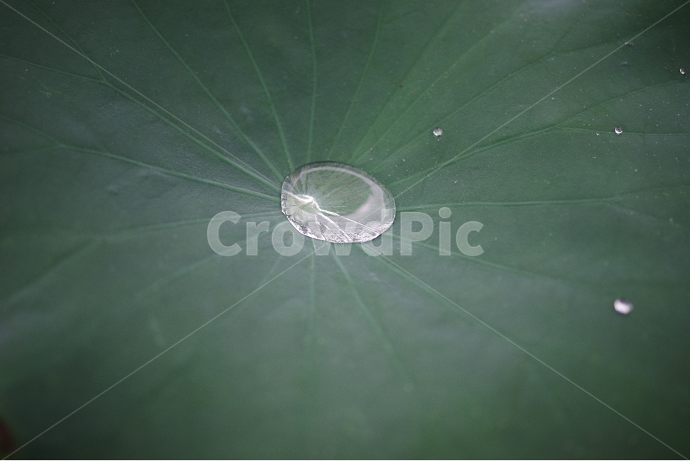 연잎,물,초록,잎사귀,잎,식물,자연,여름,빗방울,rain,lotus,leaf,green,summer,water,식물,자연,plants,nature