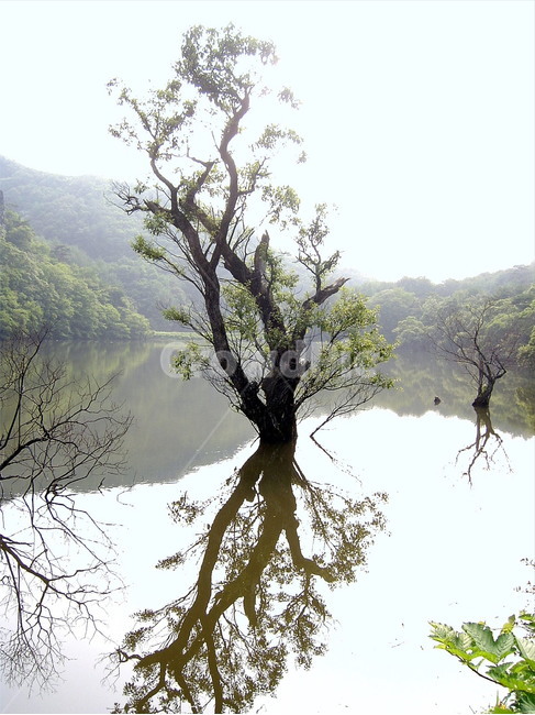 반영,주산지,왕버들,주왕산,저수지,자연,풍경,nature,landscape,식물,plants,나무,trees,wood,tree,plant