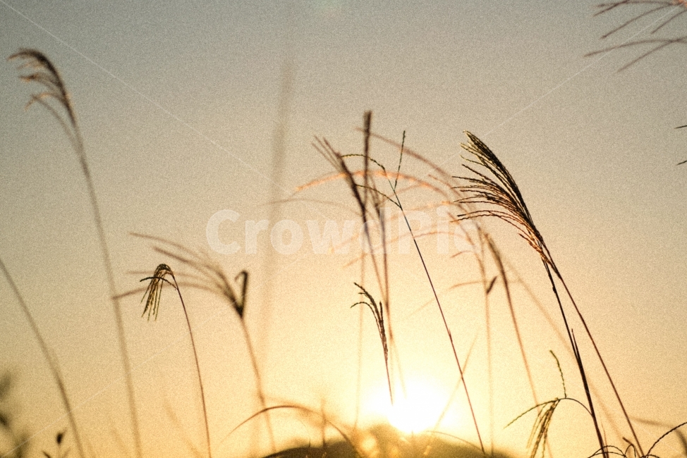 노을,감성사진,갈대,감성,가을,가을,계절,fall,autumn,season,식물,자연,plants,nature,감성,sensible,feeling,grass,잔디,plant,lawn,reed