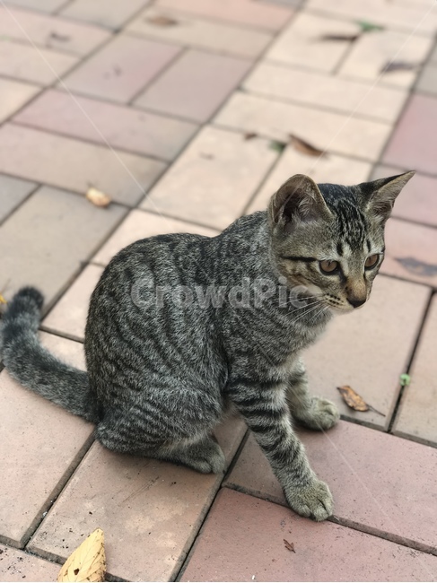 mammal,포유류,animal,동물,cat,고양이,pet,앉음,옆모습,동물,animal,포유류,mammal,고양이,cat,kitten,kitty