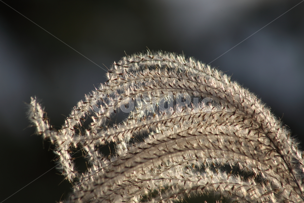 억새,꽃,식물,가을,flamegrass,plant