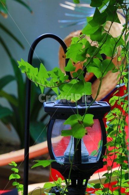자연,정원,감성,숲,몽환,식물,자연,plants,nature